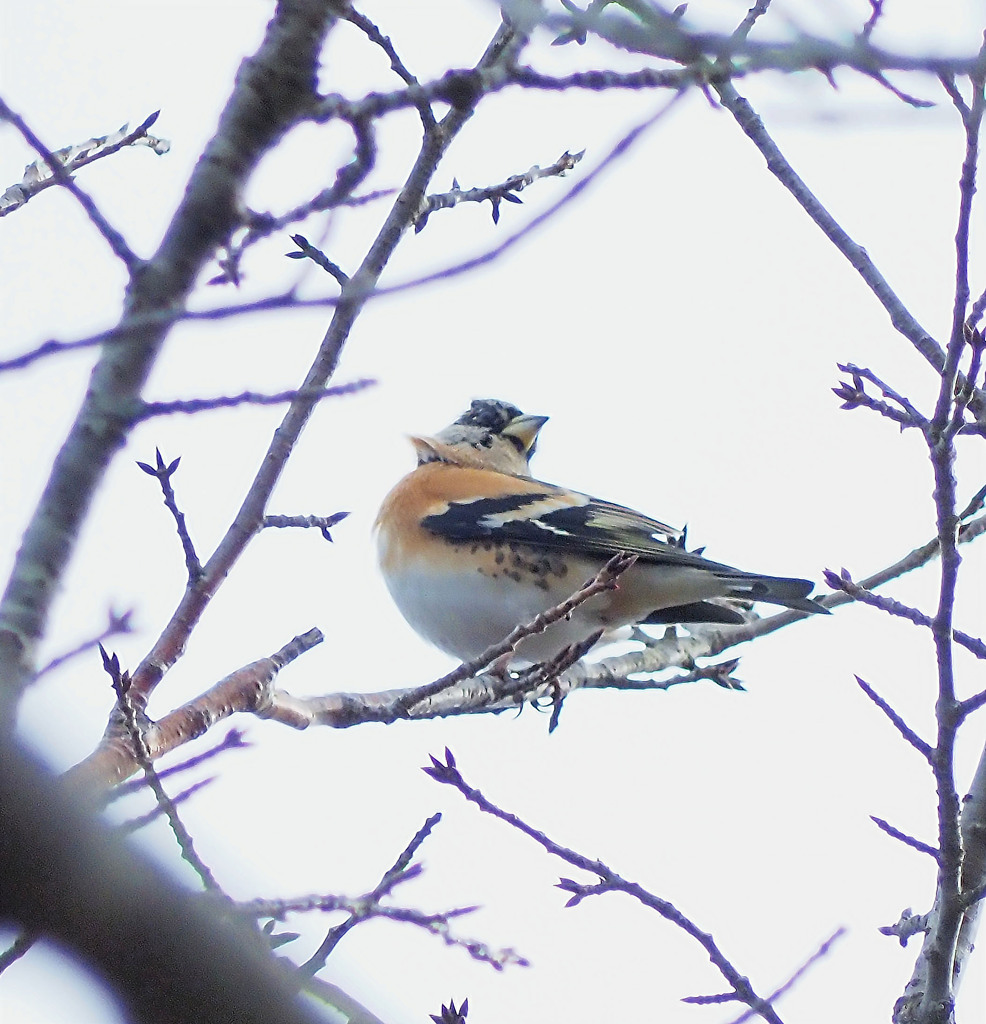振り返るアトリ