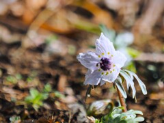 春を告げる花