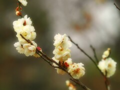 八重の梅八重の梅