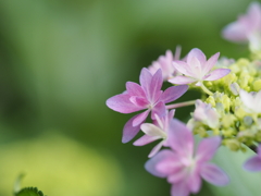 紫陽花