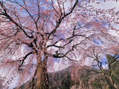 桜色の空