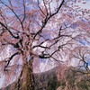 桜色の空
