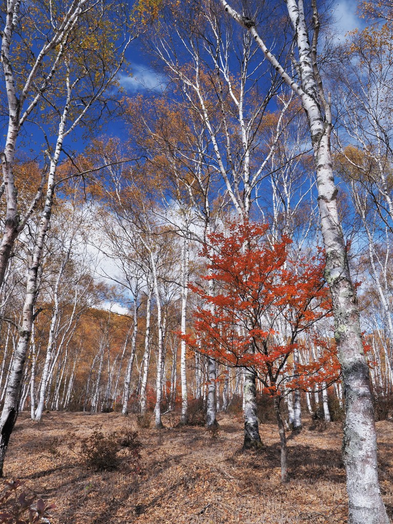 白樺青空紅い風