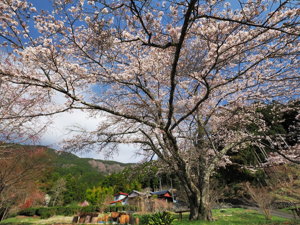 里山を彩る