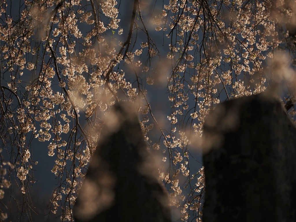 枝垂桜越しの旭日