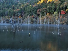 秋の珍景