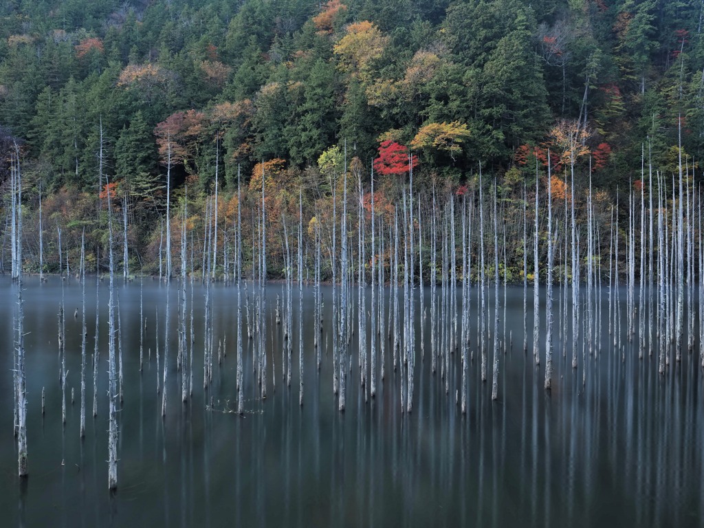 秋色の樹林