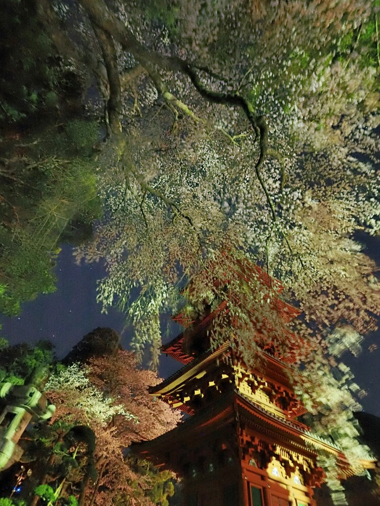 塔を包む夜桜