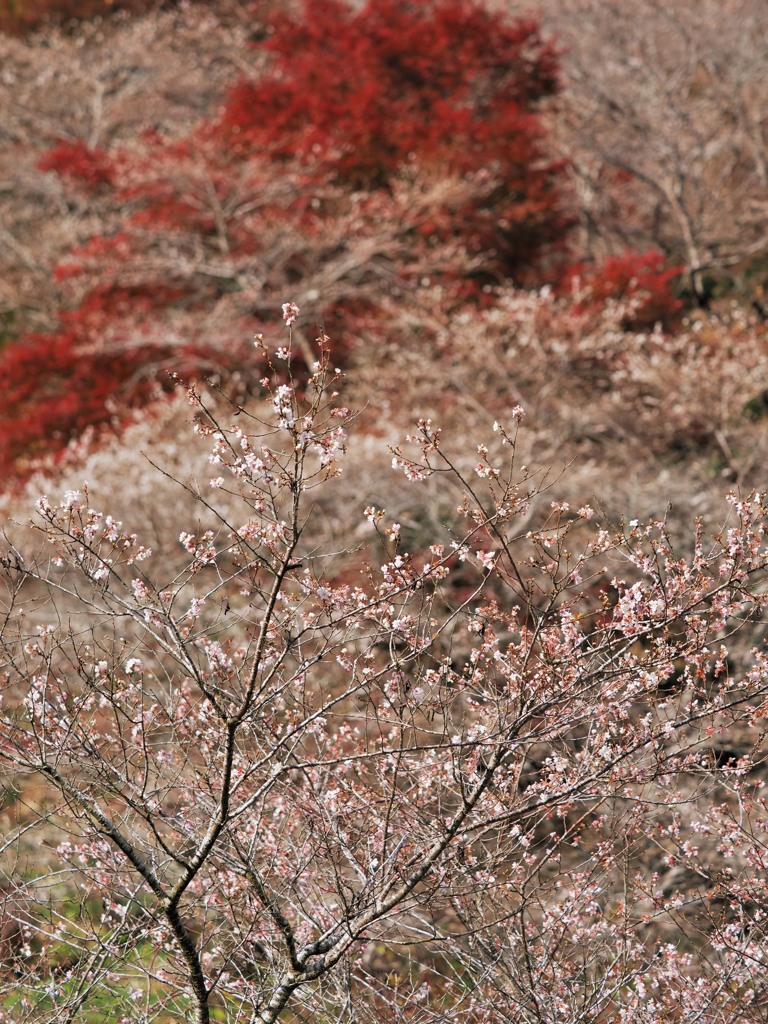 紅白美景合戦