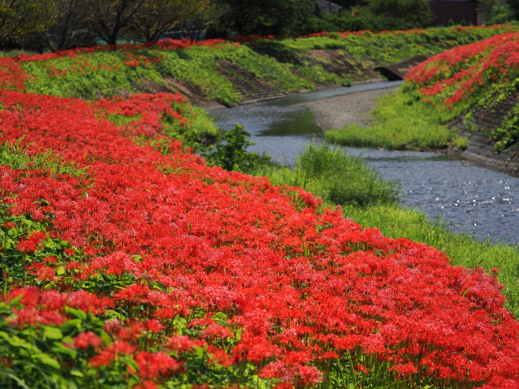 花の流れのように