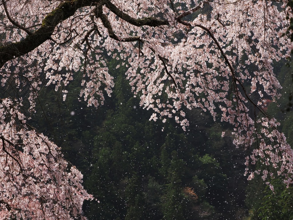 桜吹雪