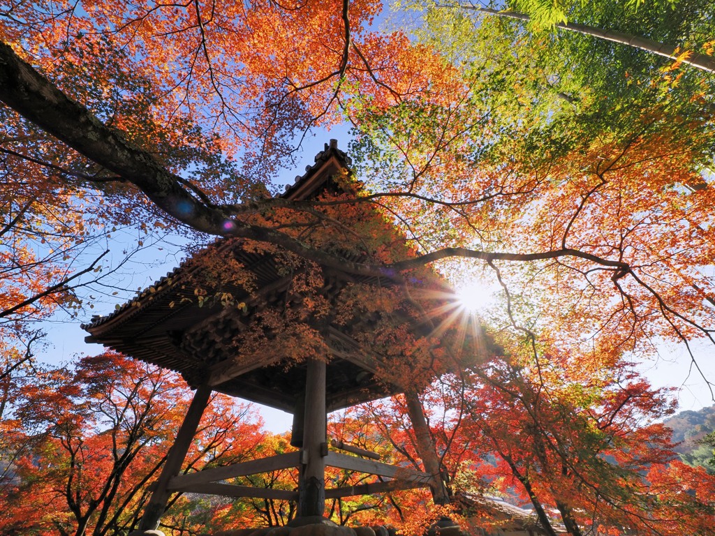 空を埋め尽くす朱葉