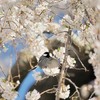 桜に舞う