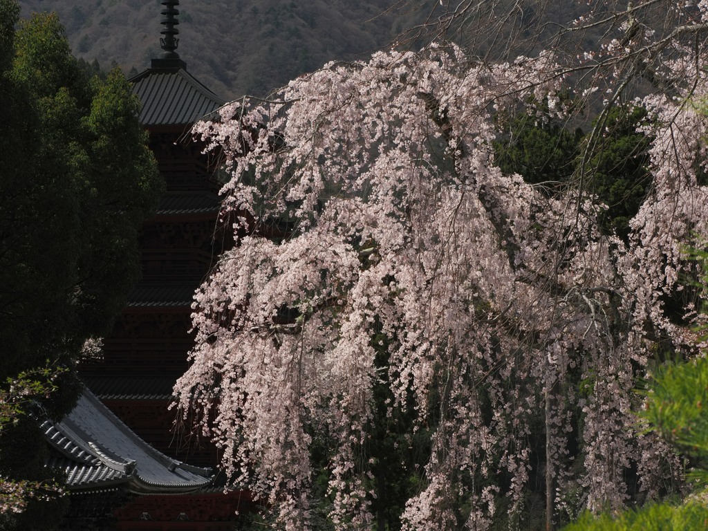 悠久の光景