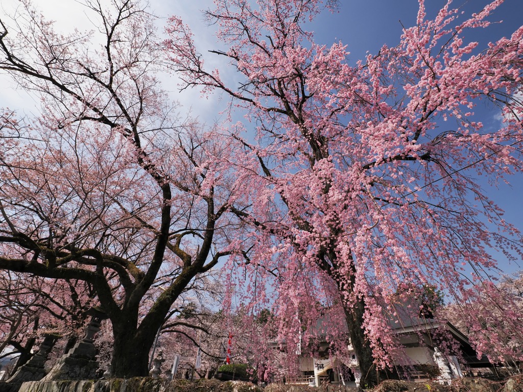 空を染める枝垂桜