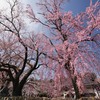 空を染める枝垂桜