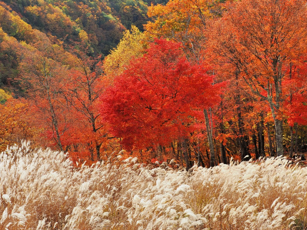 秋の紅白
