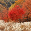 秋の紅白