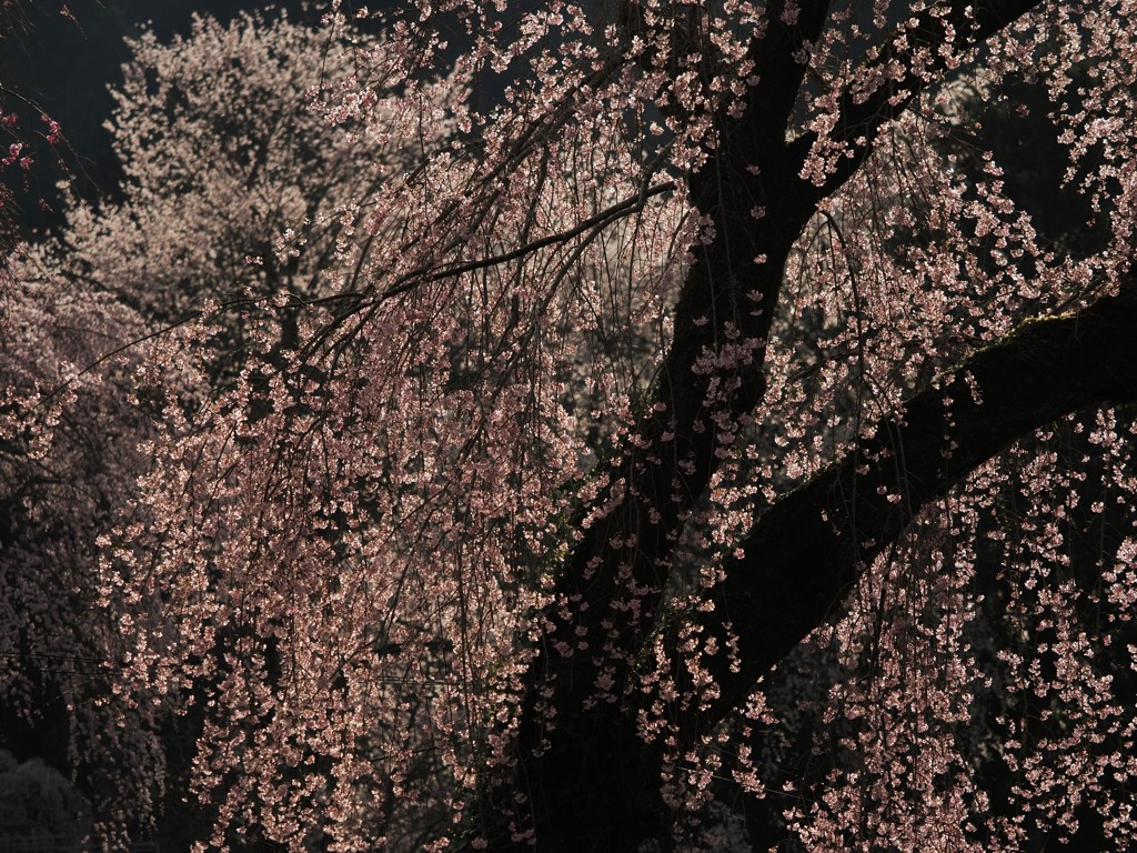 桜花の光
