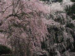 悠久の紅白桜