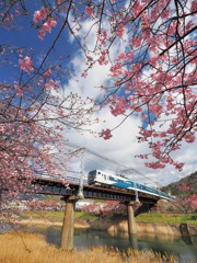 桜の国へようこそ