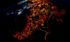 晩秋の紅葉