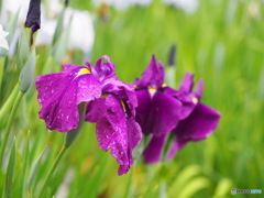 池田池公園