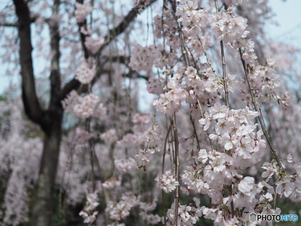 新長谷寺