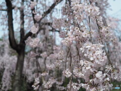 新長谷寺