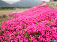 国領川河川敷