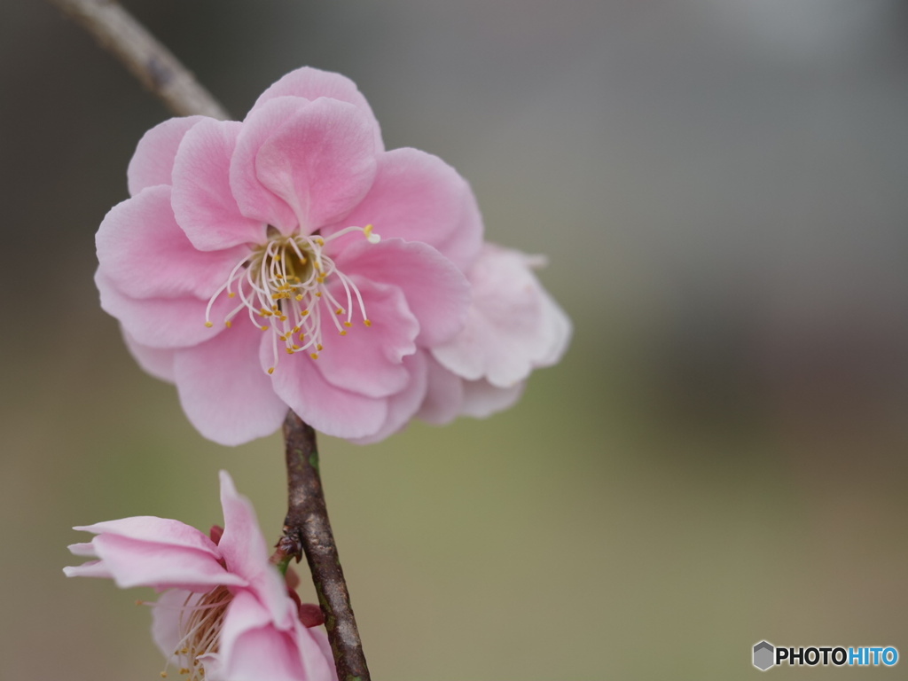 入野公園