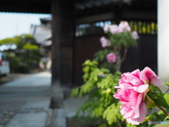 吉祥院宅善寺