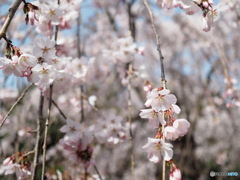 新長谷寺