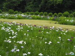 池田池公園
