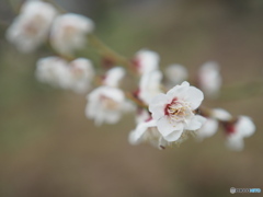 入野公園