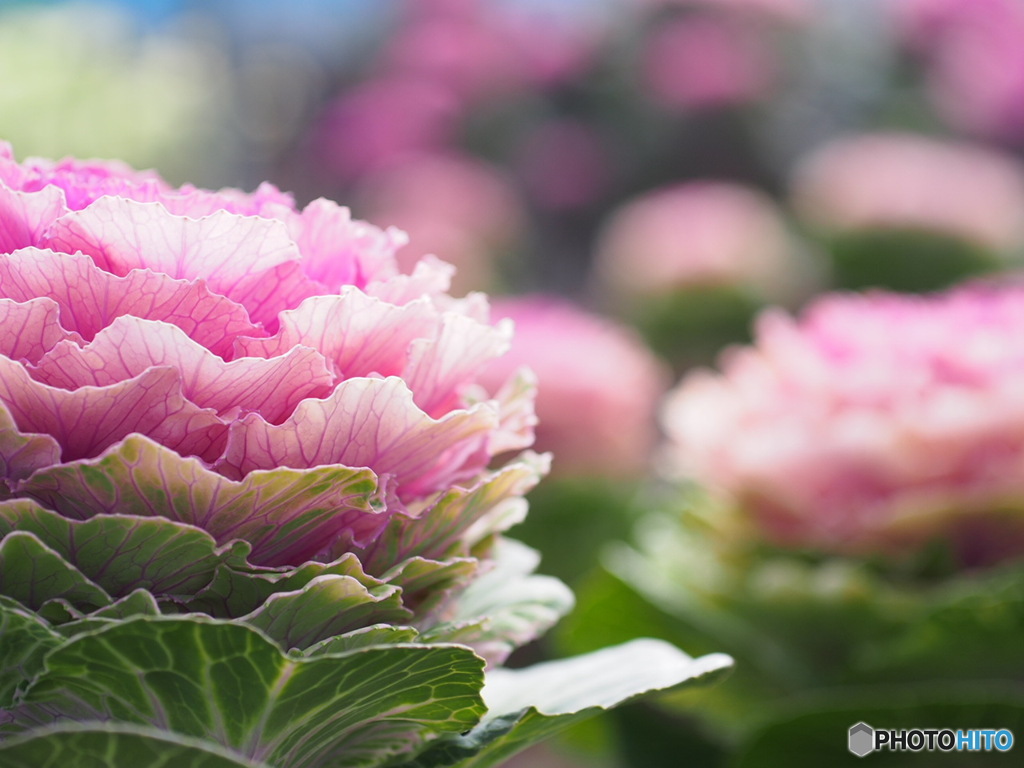 花き研究指導室
