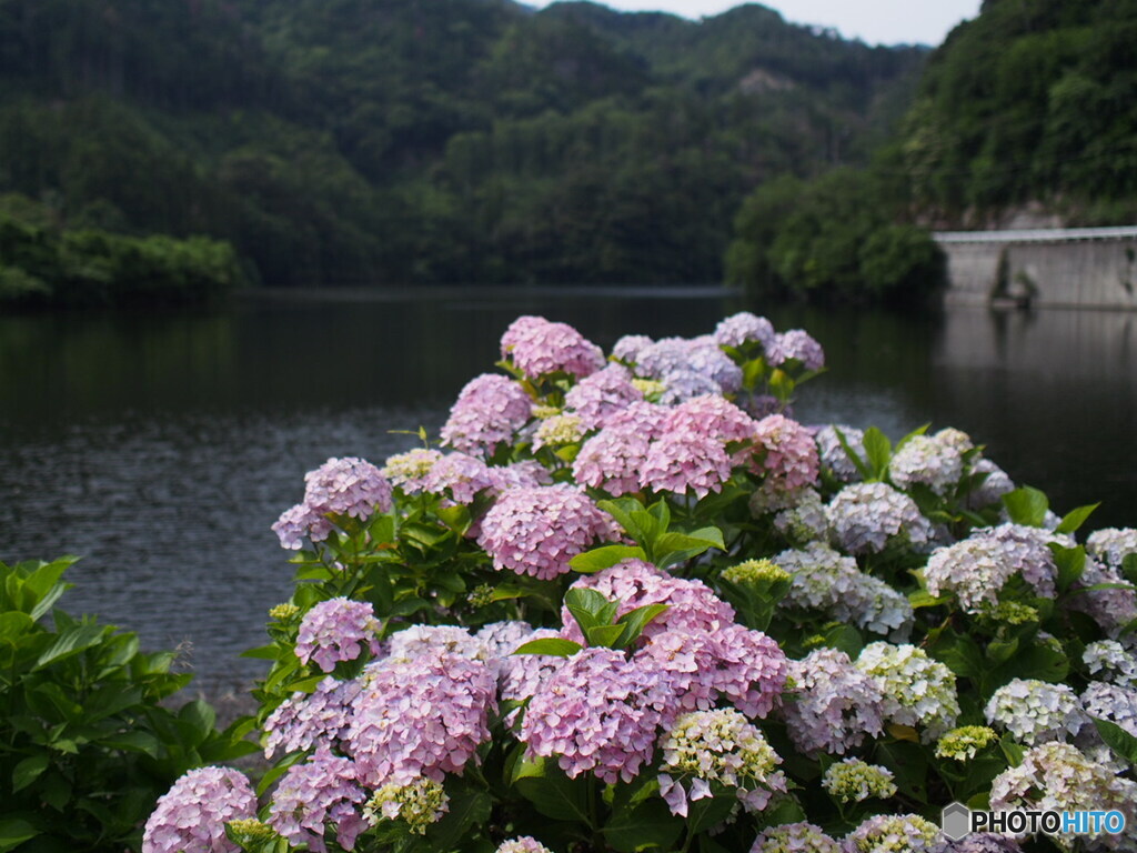 下長瀬あじさい公園