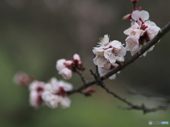 真鍋家住宅