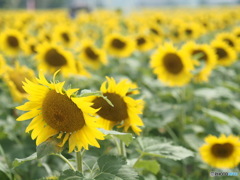 まんのう町のヒマワリ