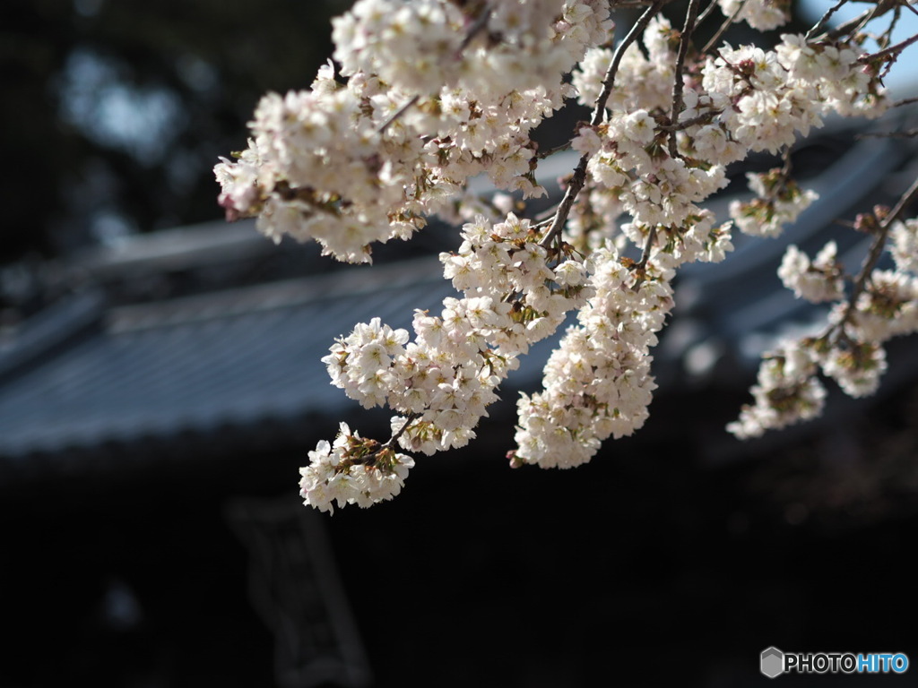 明正寺