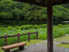 池田池公園