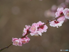 入野公園