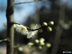 滝の宮公園