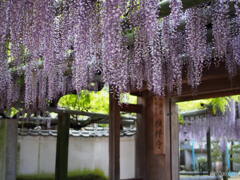 禎祥寺