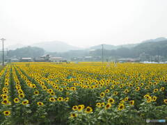 まんのう町のヒマワリ