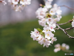 福万寺公園