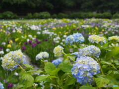 池田池公園