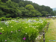 池田池公園