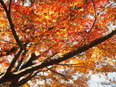 マイントピア別子