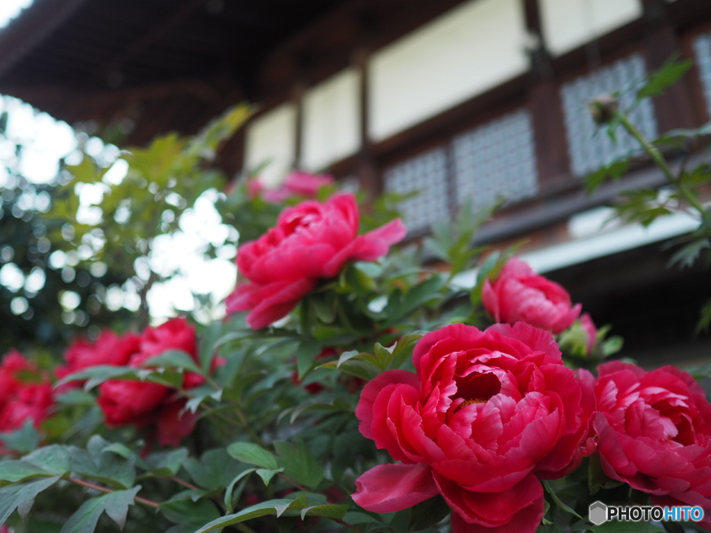 吉祥院宅善寺